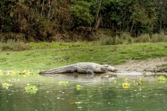 Crocodile in Royal Chitwan National Park, Nepal